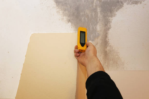 Best Real Estate Mold Inspection  in Encinitas, CA
