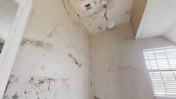 Best Airborne Mold Testing  in Encinitas, CA