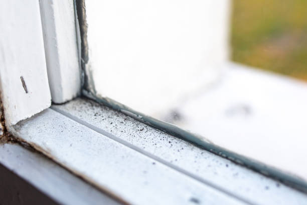 Best Attic Mold Removal  in Encinitas, CA