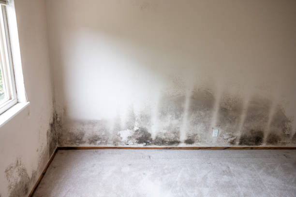 Best Real Estate Mold Inspection  in Encinitas, CA