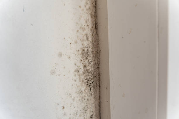 Best Emergency Mold Remediation  in Encinitas, CA