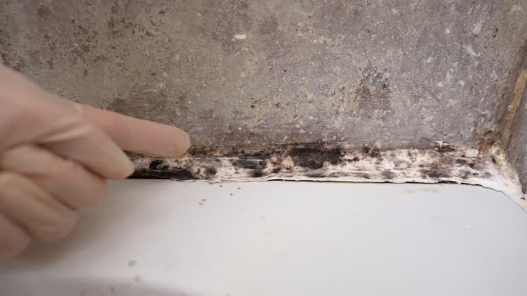 Best Mold Documentation for Insurance Claims  in Encinitas, CA