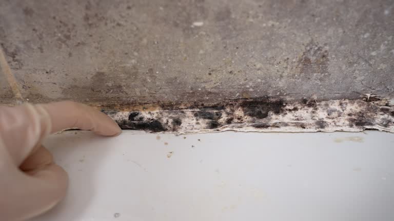 Best Mold-Related Health Consultation  in Encinitas, CA
