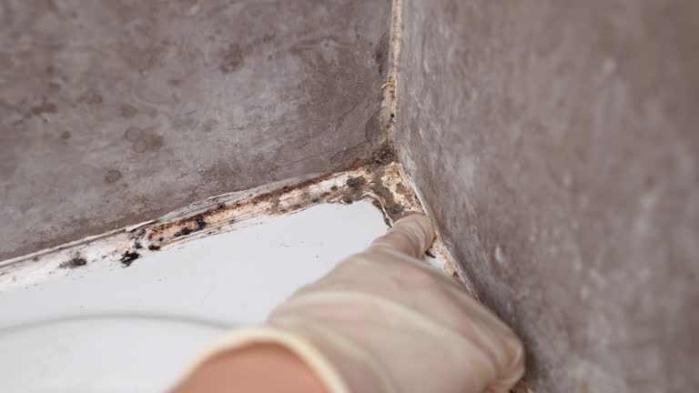 Best Dehumidification Services  in Encinitas, CA